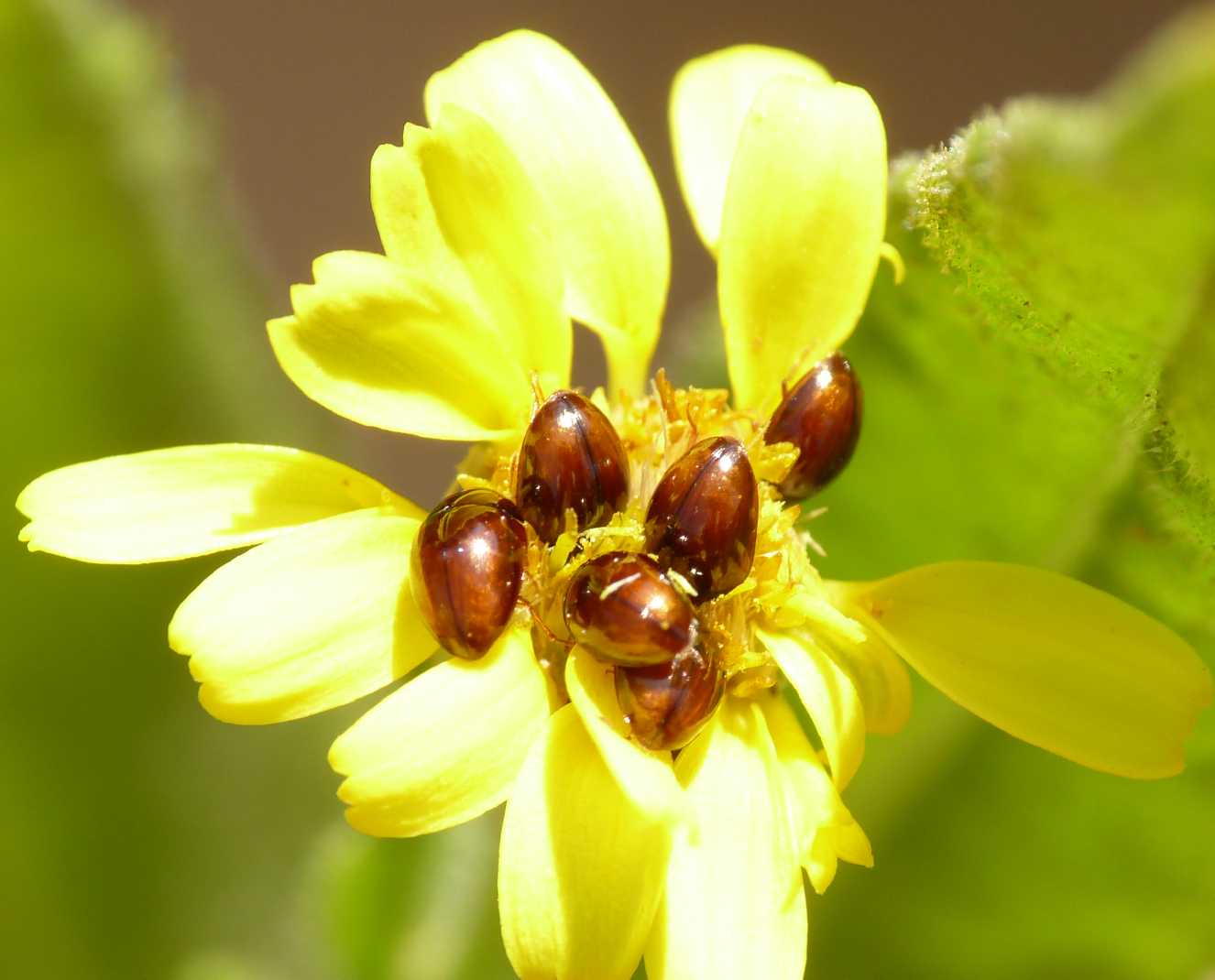 Stilbus sp. (Phalacridae)